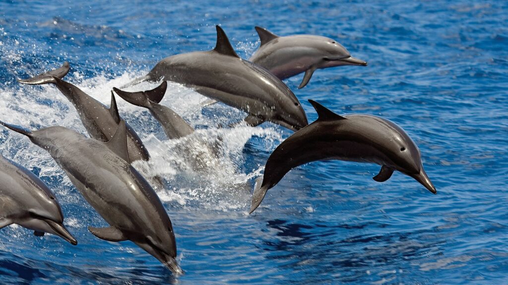 Dolphin house snorkling trip