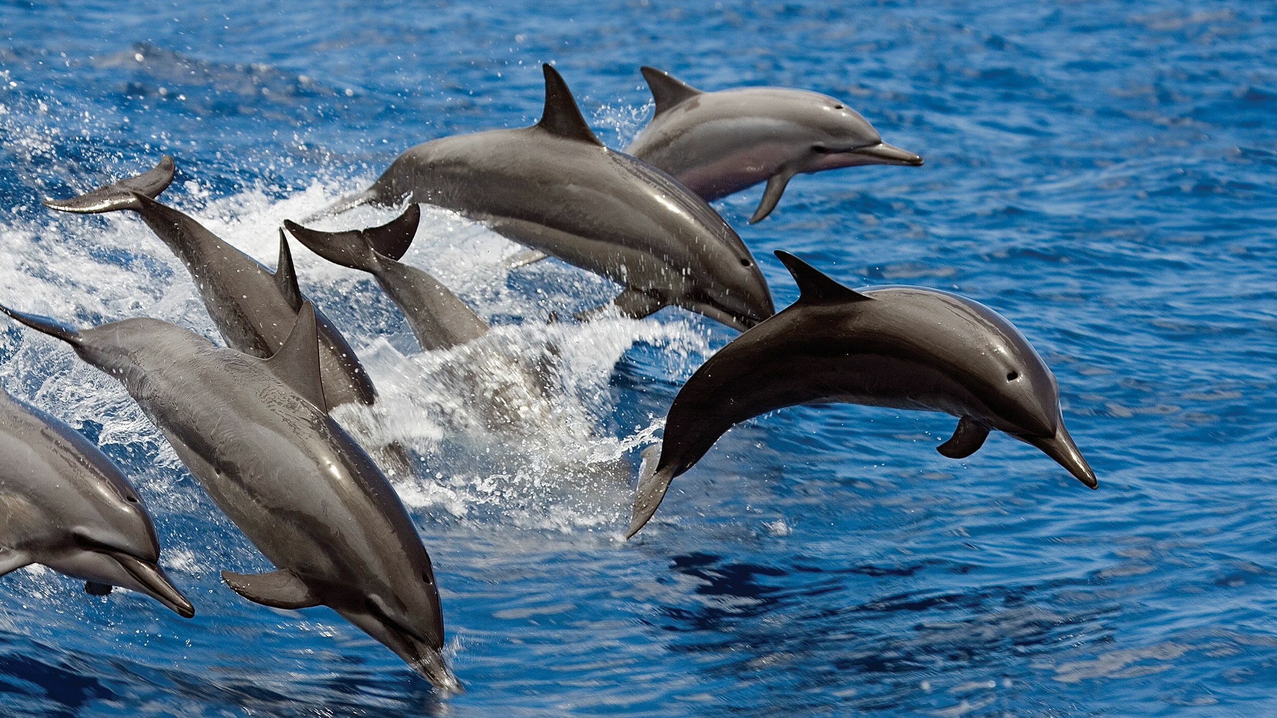 Dolphin house snorkling trip